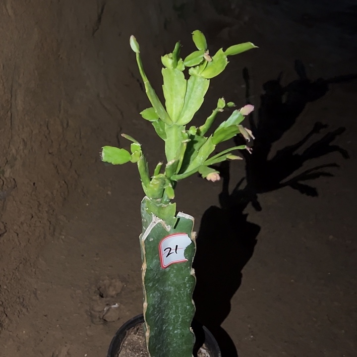 当前无花栽培后可以开花荷花仙子21