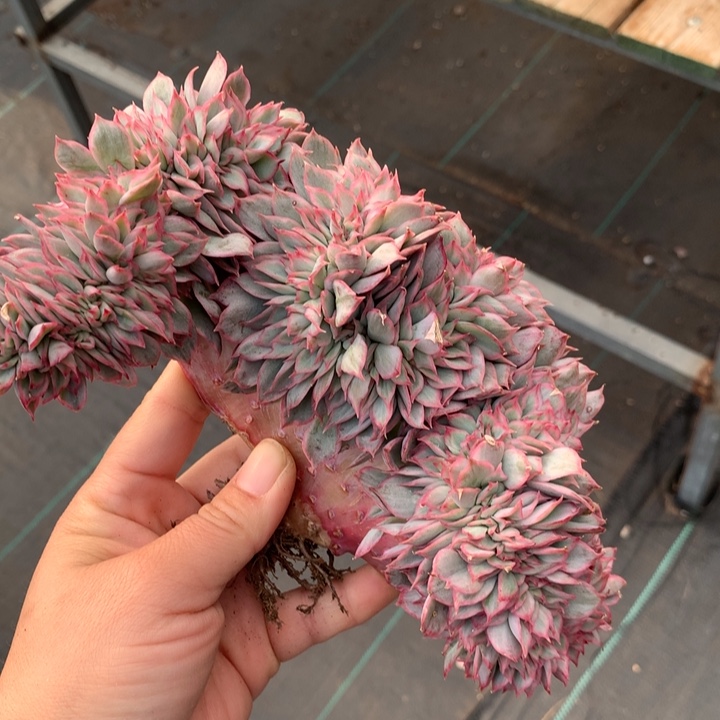 月光女神多肉植物锦