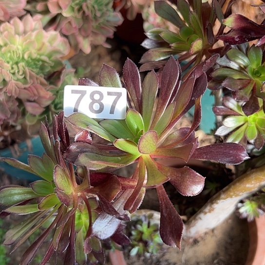 老***配多肉植物子一个黑法787