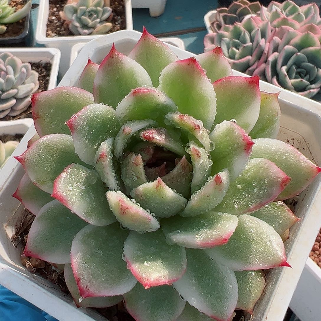 黑水晶锦，覆轮锦