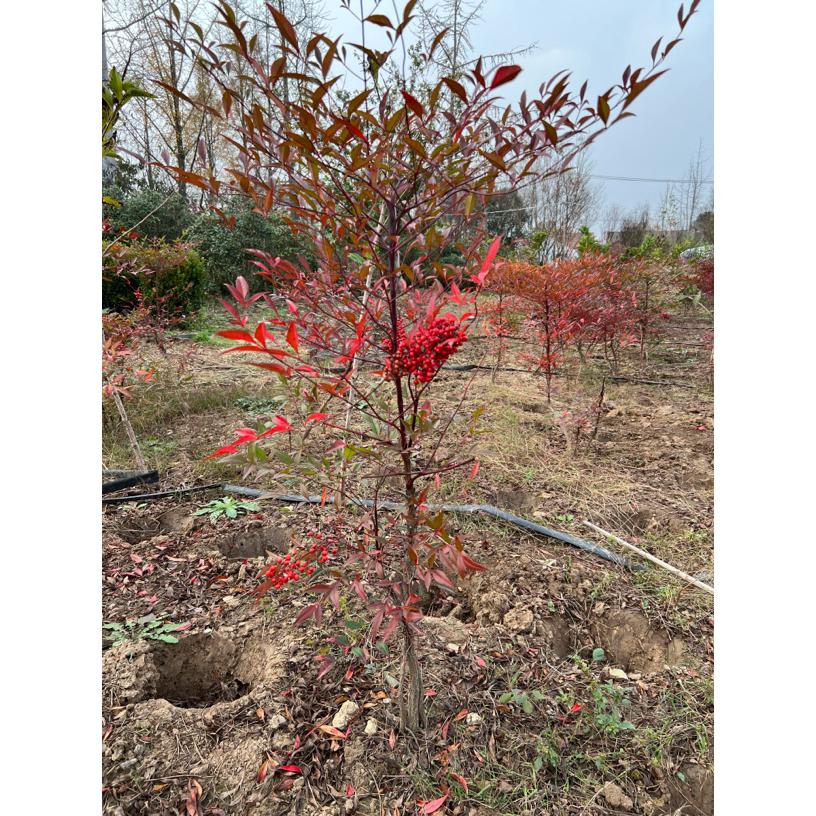 火焰南天竹老桩树苗水培盆栽室内客厅办公室耐寒观叶植物四季绿植