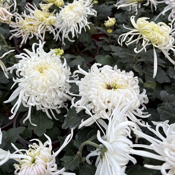 新品清波点翠菊到手一盆