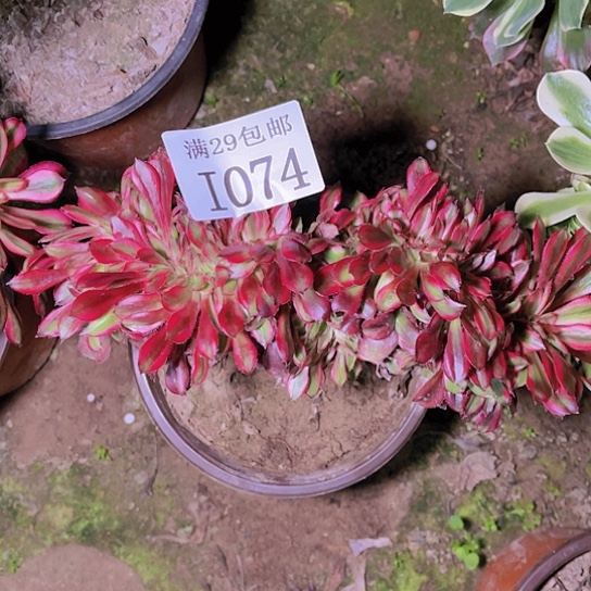 1074香奈儿坠多肉植物