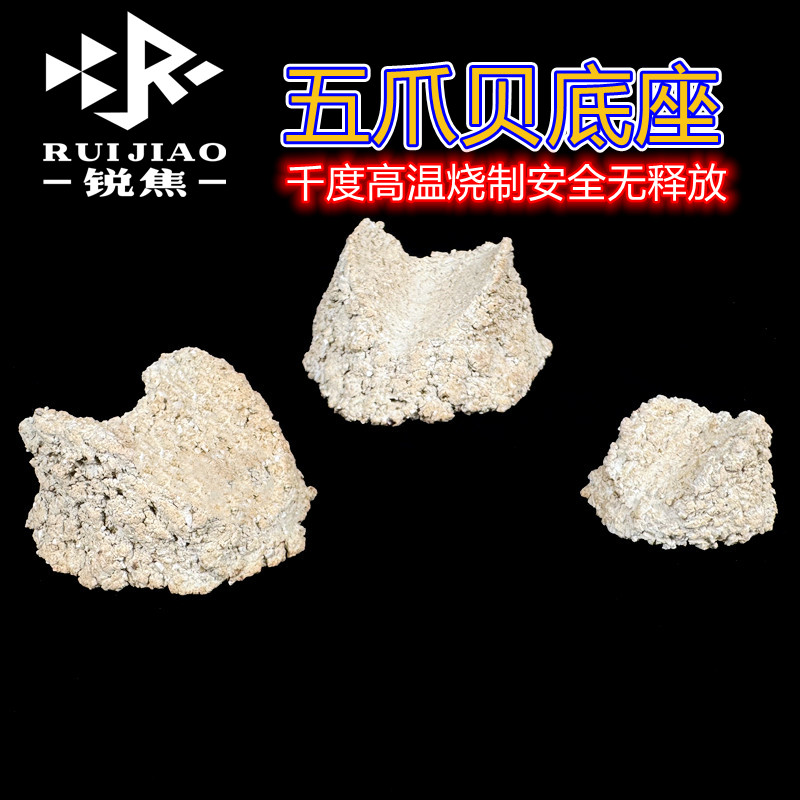 砗磲五爪贝基座海水底座富士半圆纽扣底座繁殖圆形八字糖果脑