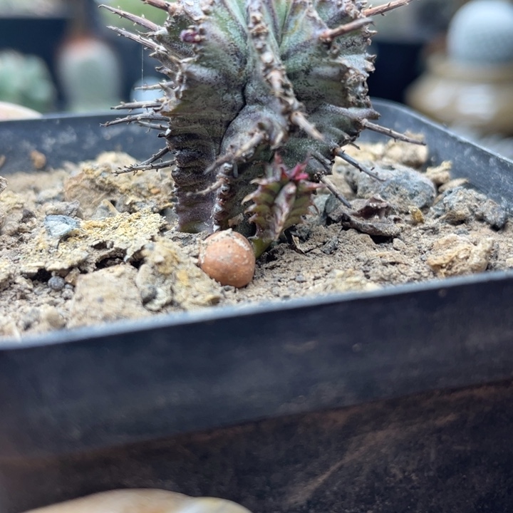 斑马纹白衣魁伟玉带个侧芽