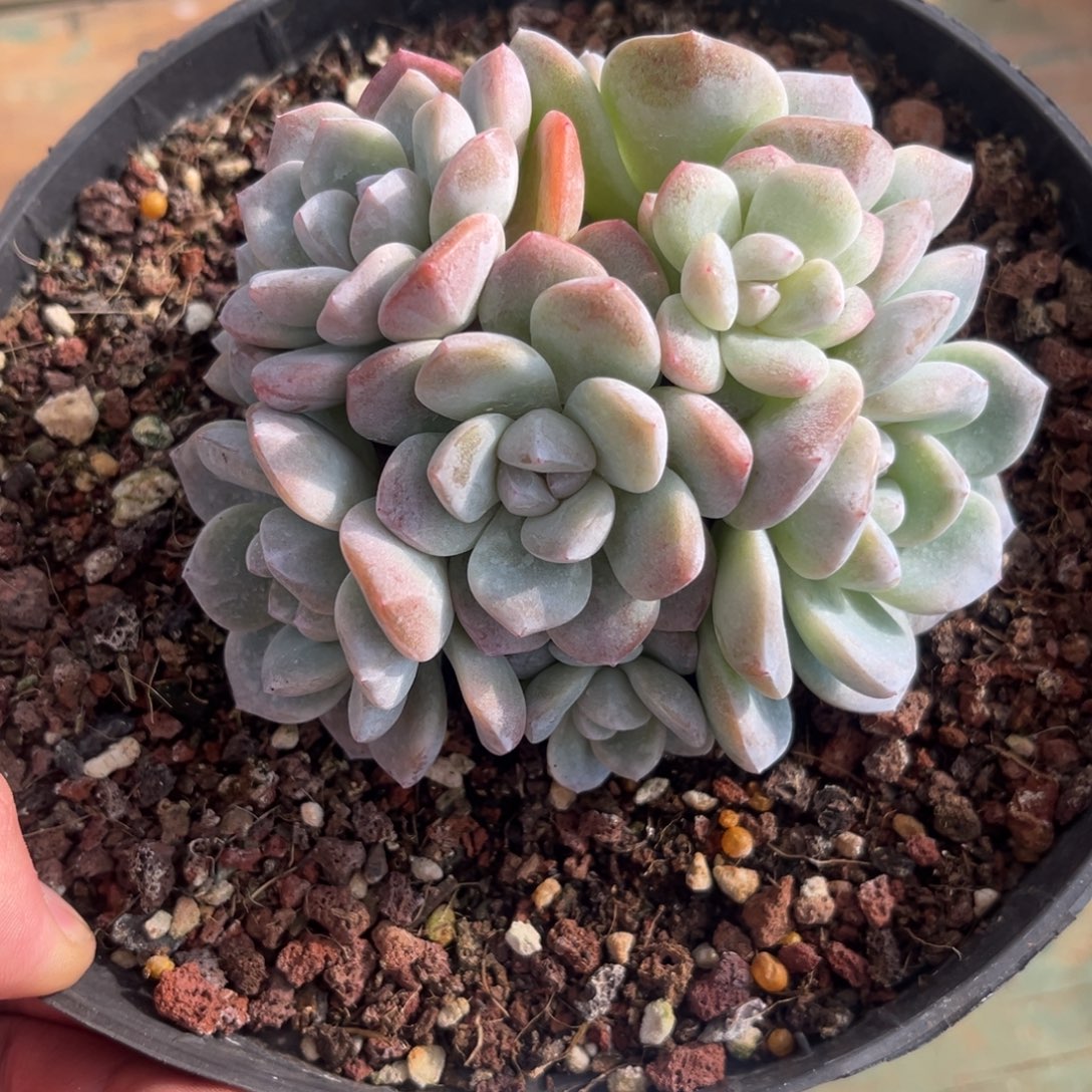 想专拍冰玉群生多头