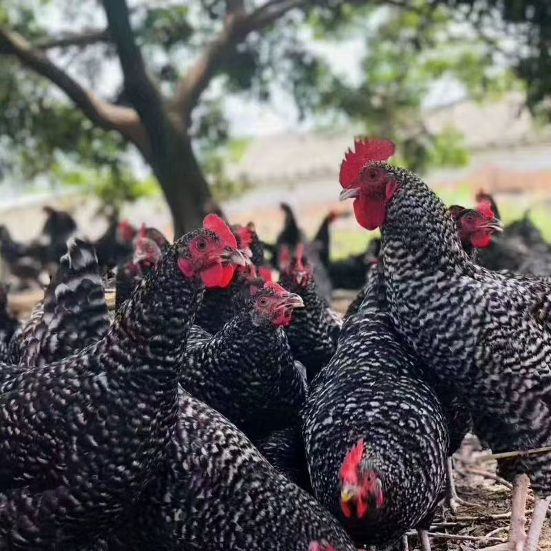 【鲁西】纯种汶上芦花鸡黑芦花鸡散养下蛋鸡溜达鸡