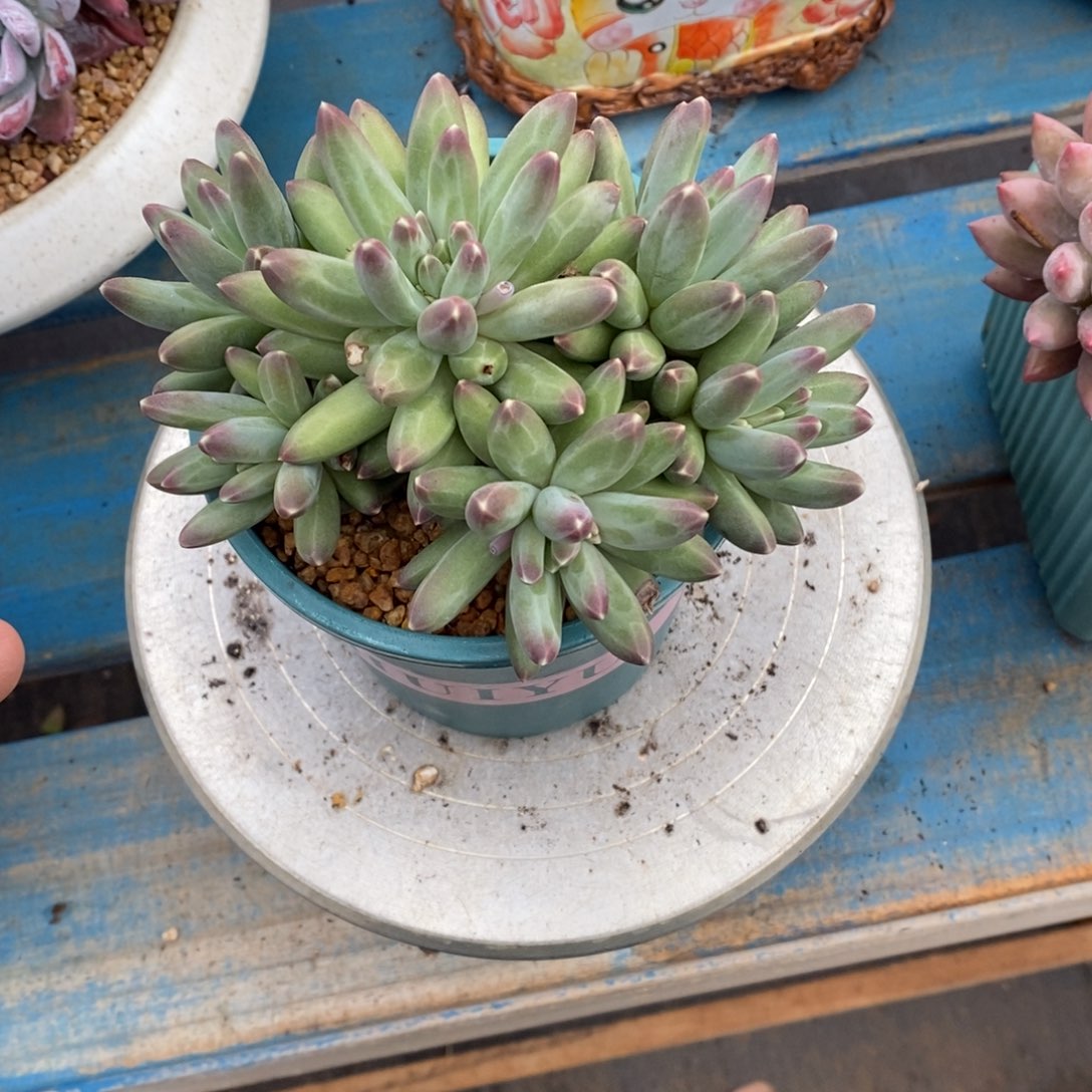 发货多肉植物一物一拍