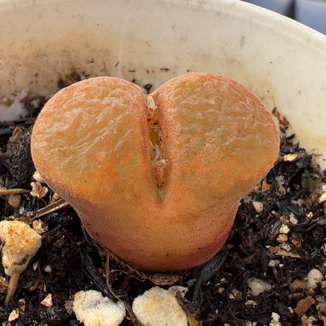 632多肉植物组合