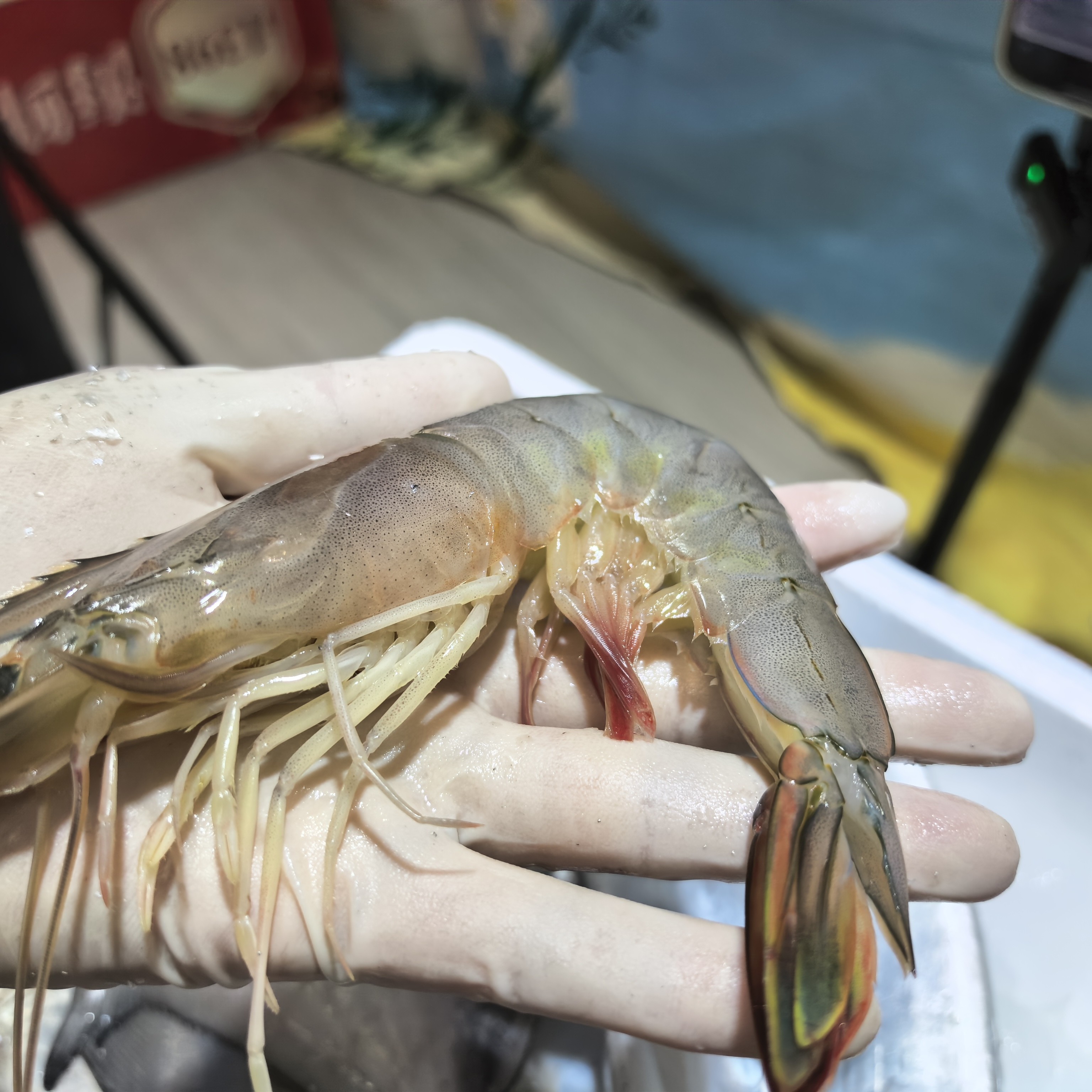 【宇洋水产直播专用】各种鱼类海产品直播间现称链接