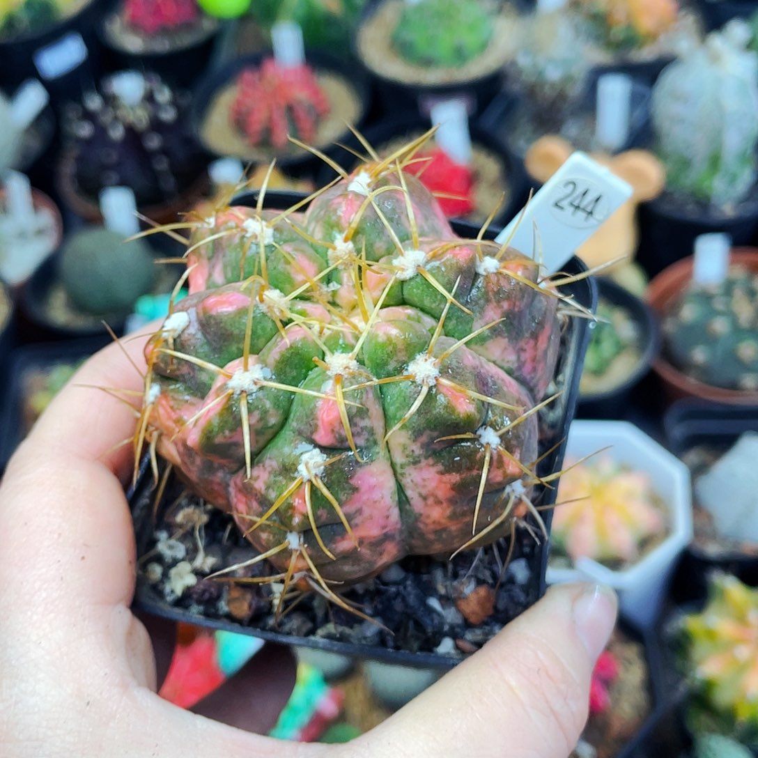 非偏远地区满25包邮仙人球