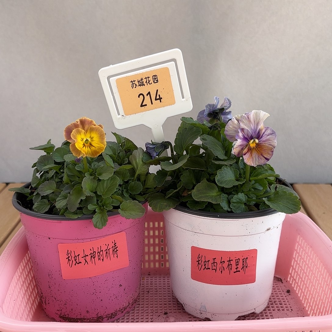 大部分开放少量花苞214