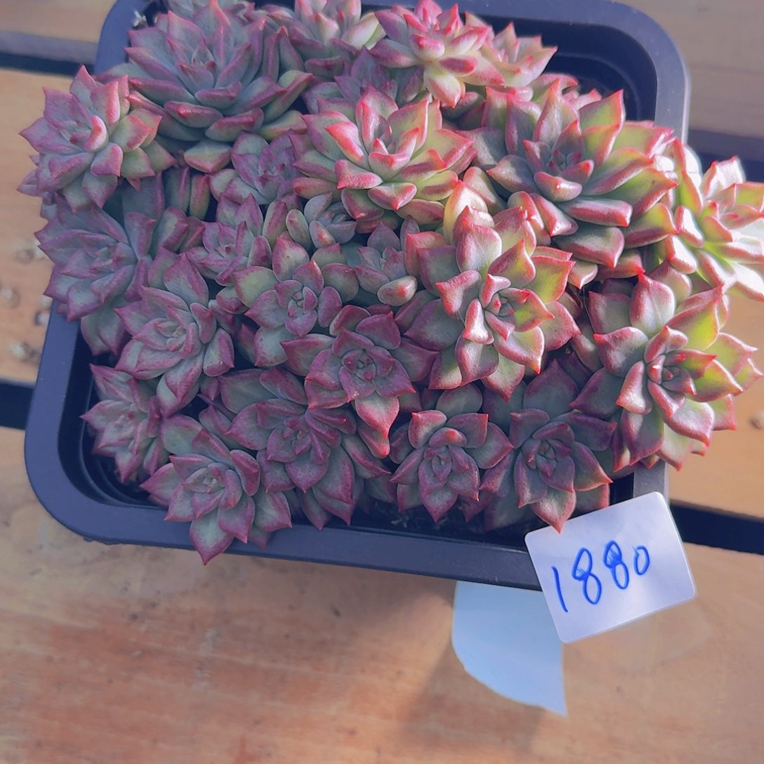 邹***白1880竹音多肉植物