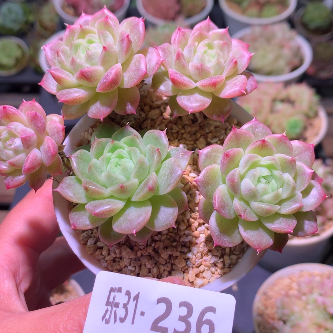 乐然31-236 麦秆群 