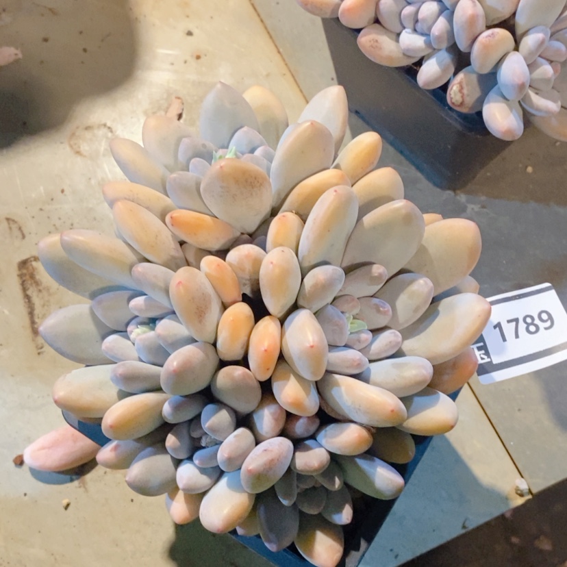 【闪购商品】香水1789