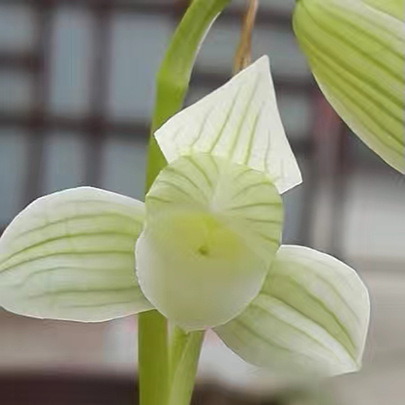 四川兰花苗莲瓣兰素心白雪公主白色花卉绿植盆栽自然栽培好养活香