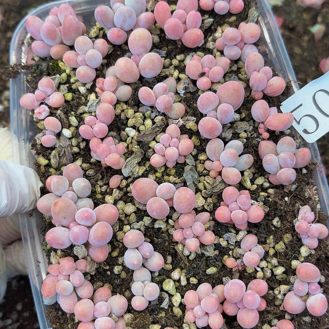 多肉植物多肉植物509