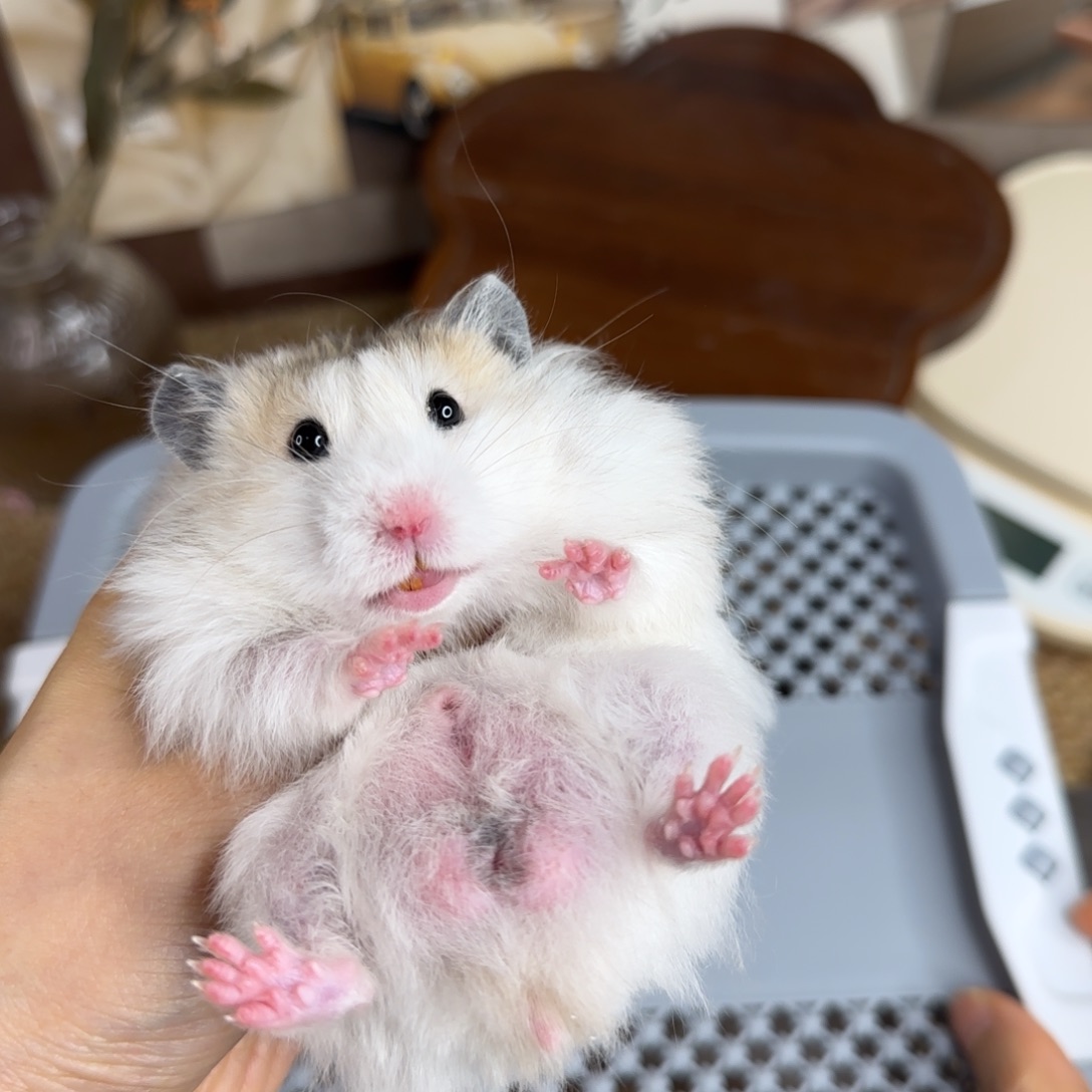 黄波弟弟8.03生日