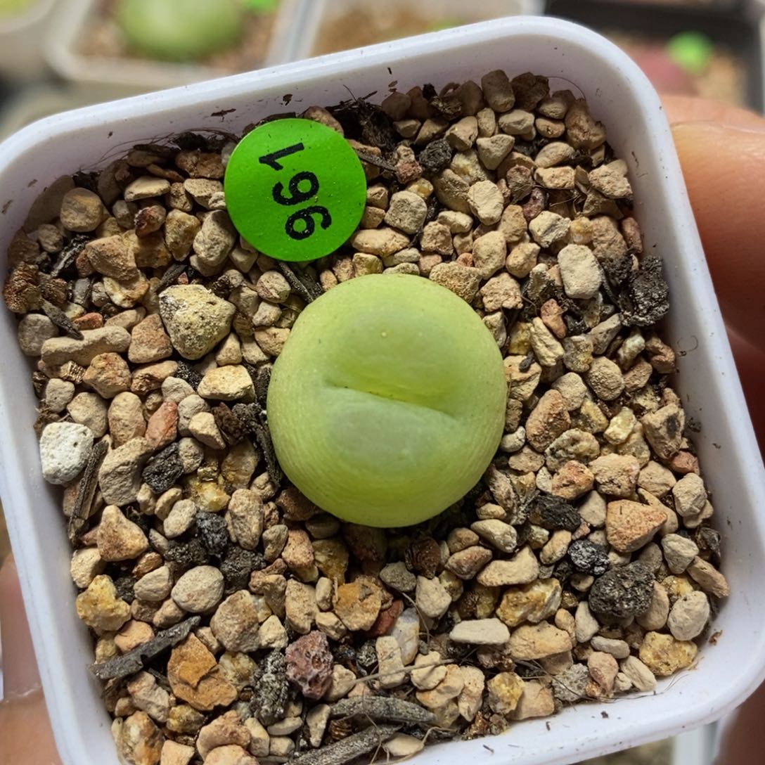 拉登1.7多肉植物961