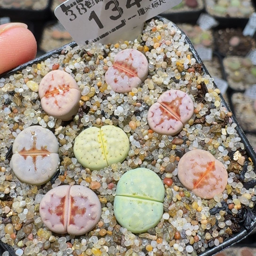 zzzz精品生石花1347
