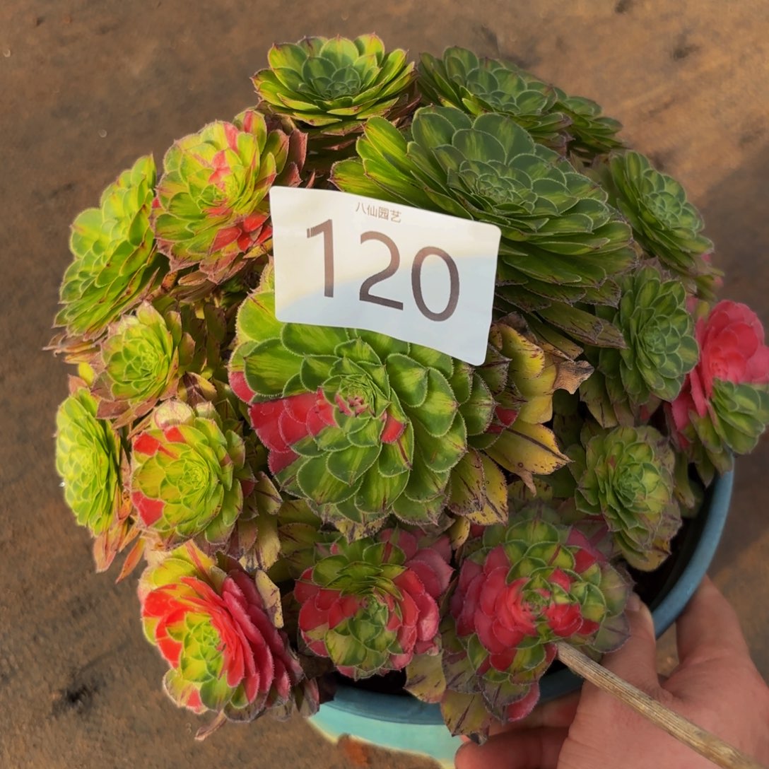 120多肉植物知否特价