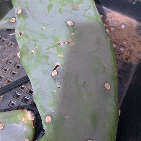 不***挠仙人掌牙签掌微瑕无根一片