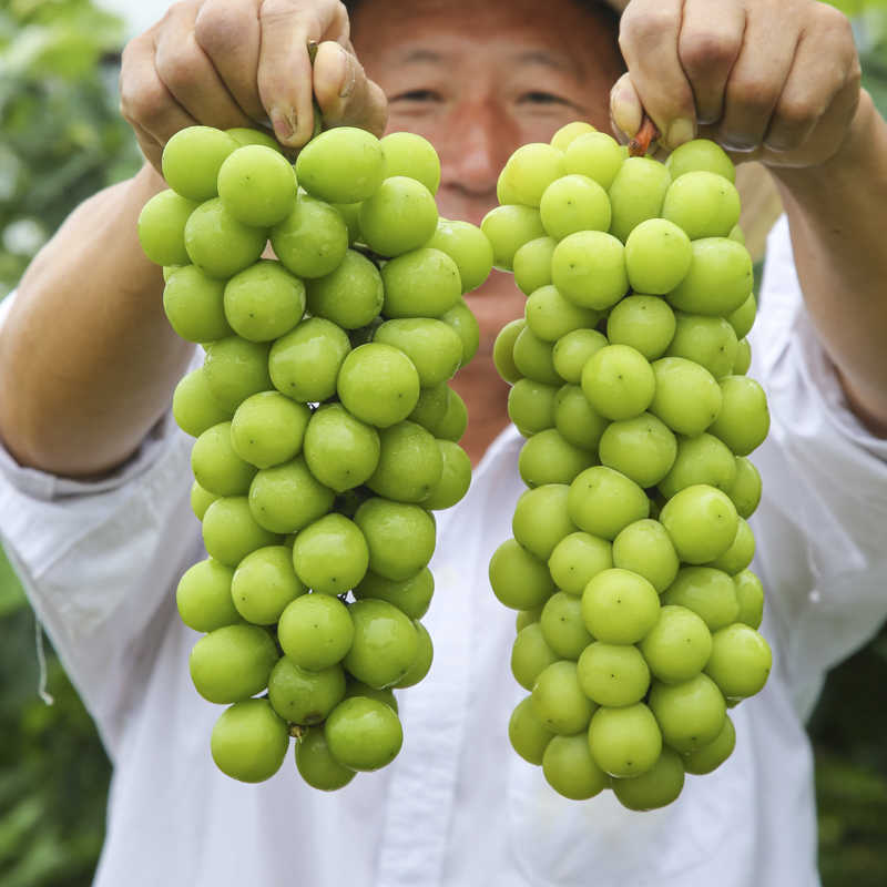 【顺丰包邮】云南头茬阳光玫瑰葡萄新鲜采摘净重3-5斤 顺丰包邮