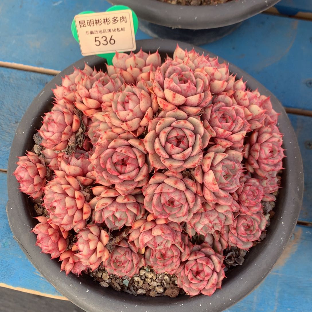 苯巴蒂斯无砍老桩536