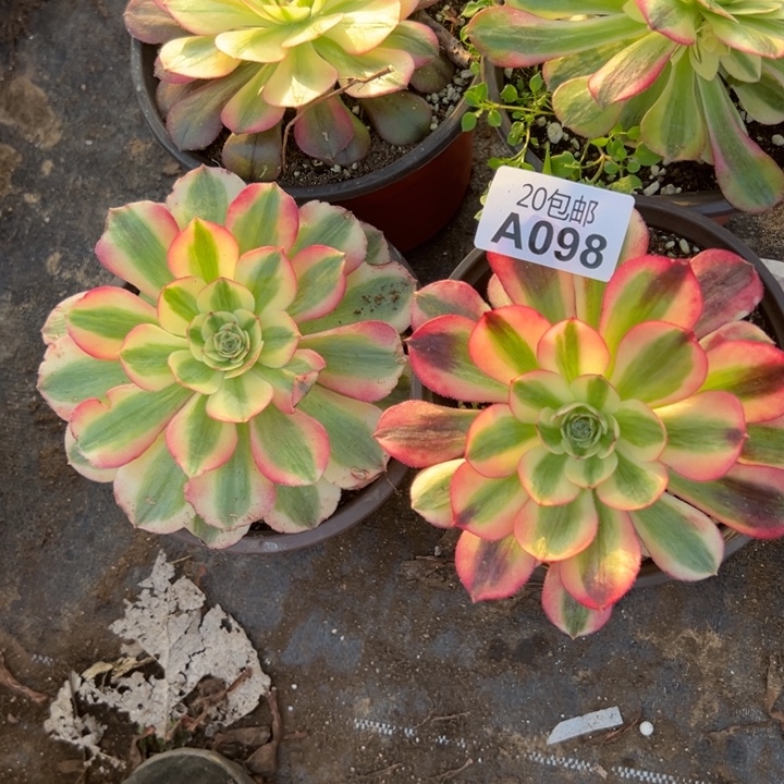 多肉植物98不售后