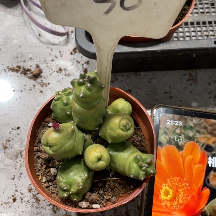 橙桃新品多头一物一拍30