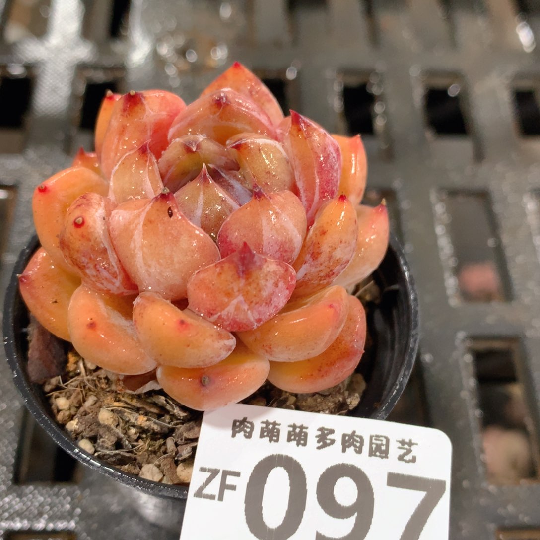 肉萌萌拇指盆精控多肉ZF097