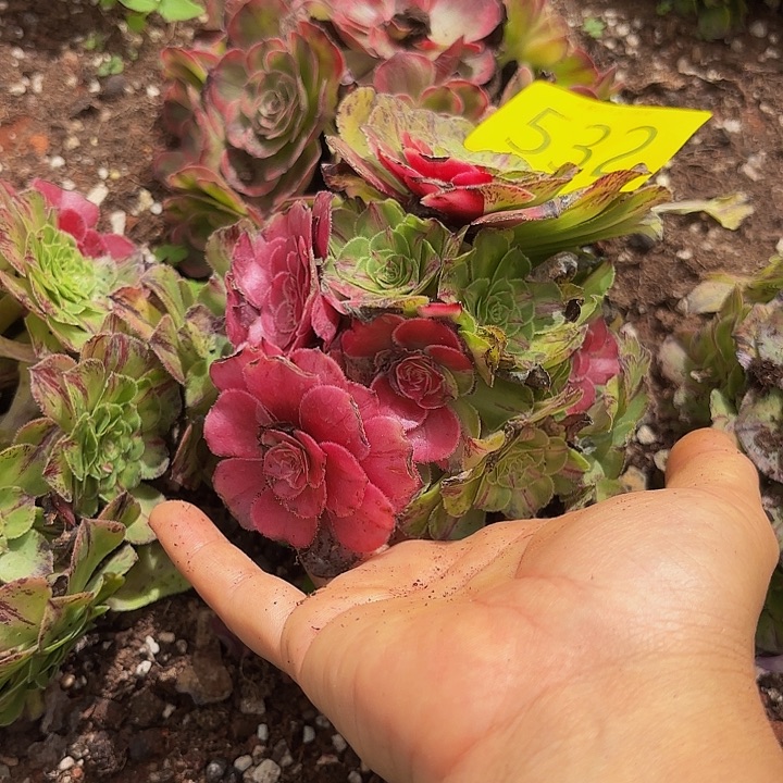 多肉植物知否532个