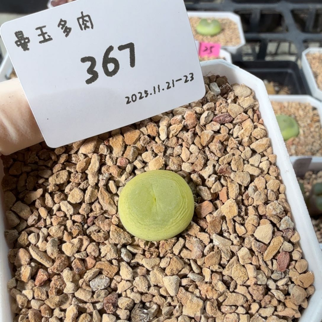 H***a多肉多肉多肉11-367