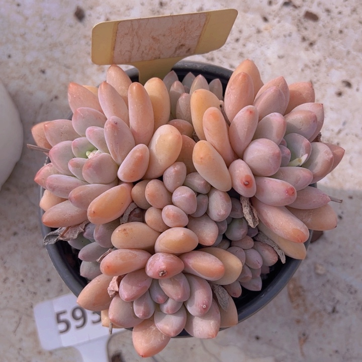 健健康康平平安安