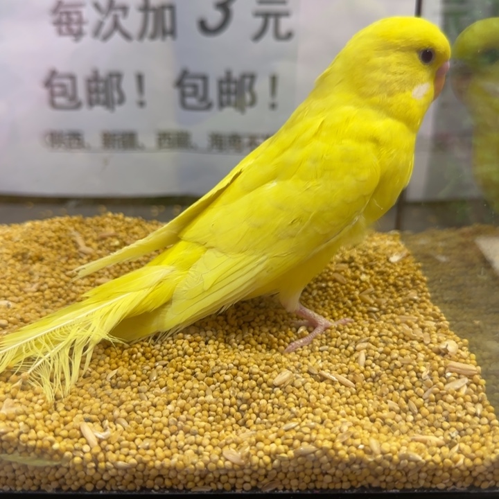 虎皮鹦鹉大头虎皮鹦鹉