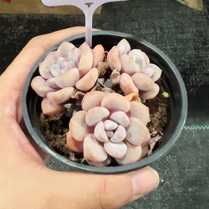 张***兔20056号。  多头白鹭