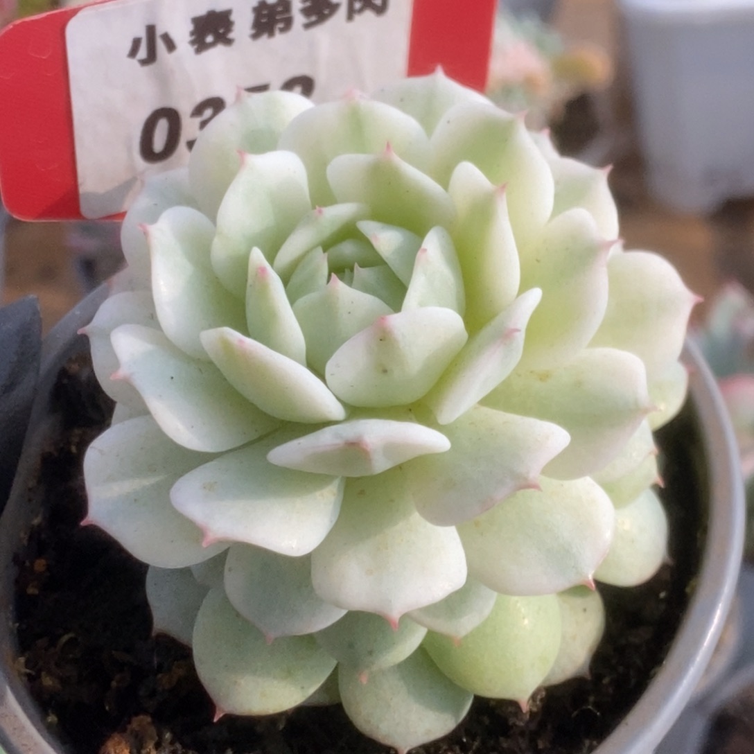 358静夜锦锦锦锦锦