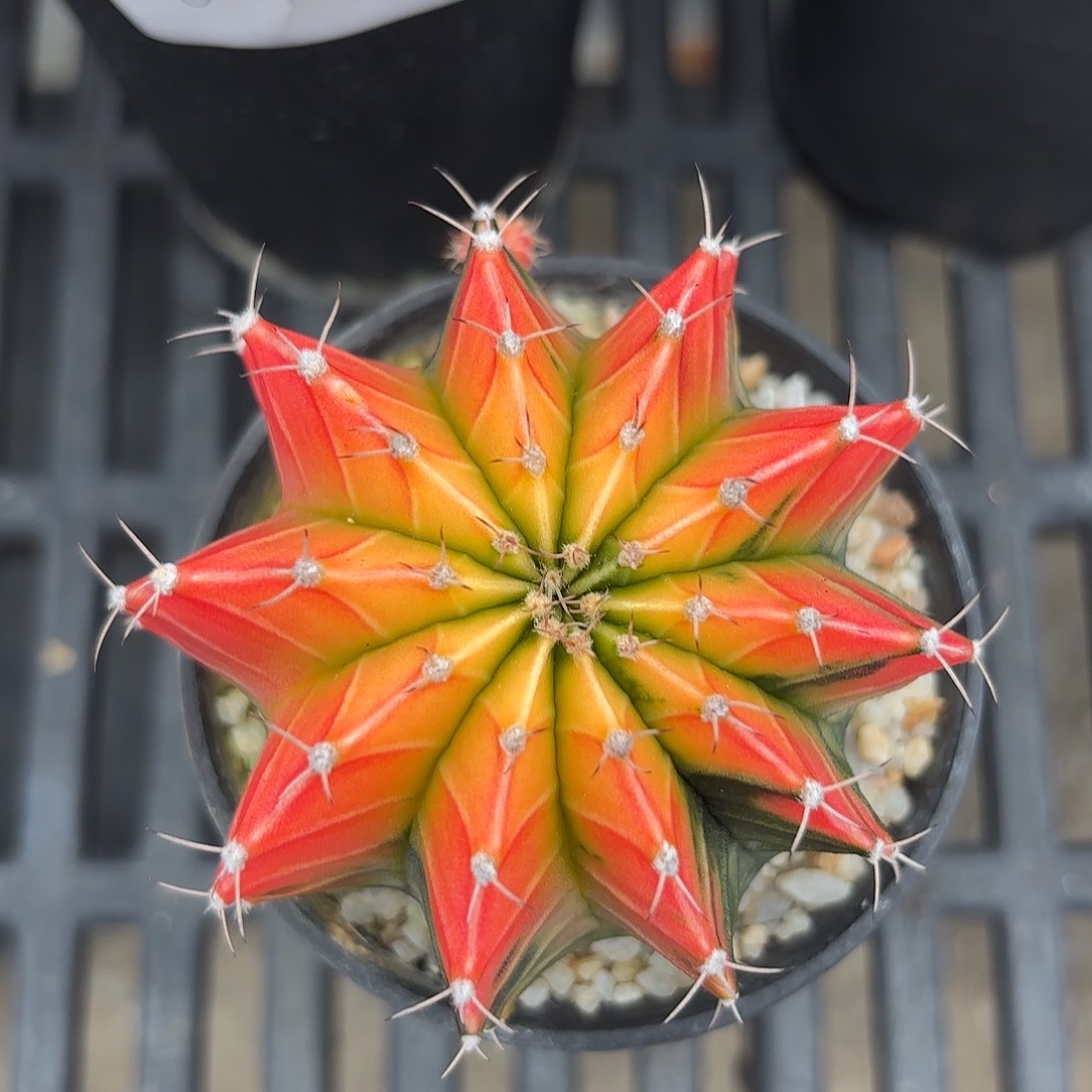 Z731-1106泰国米哈肋骨