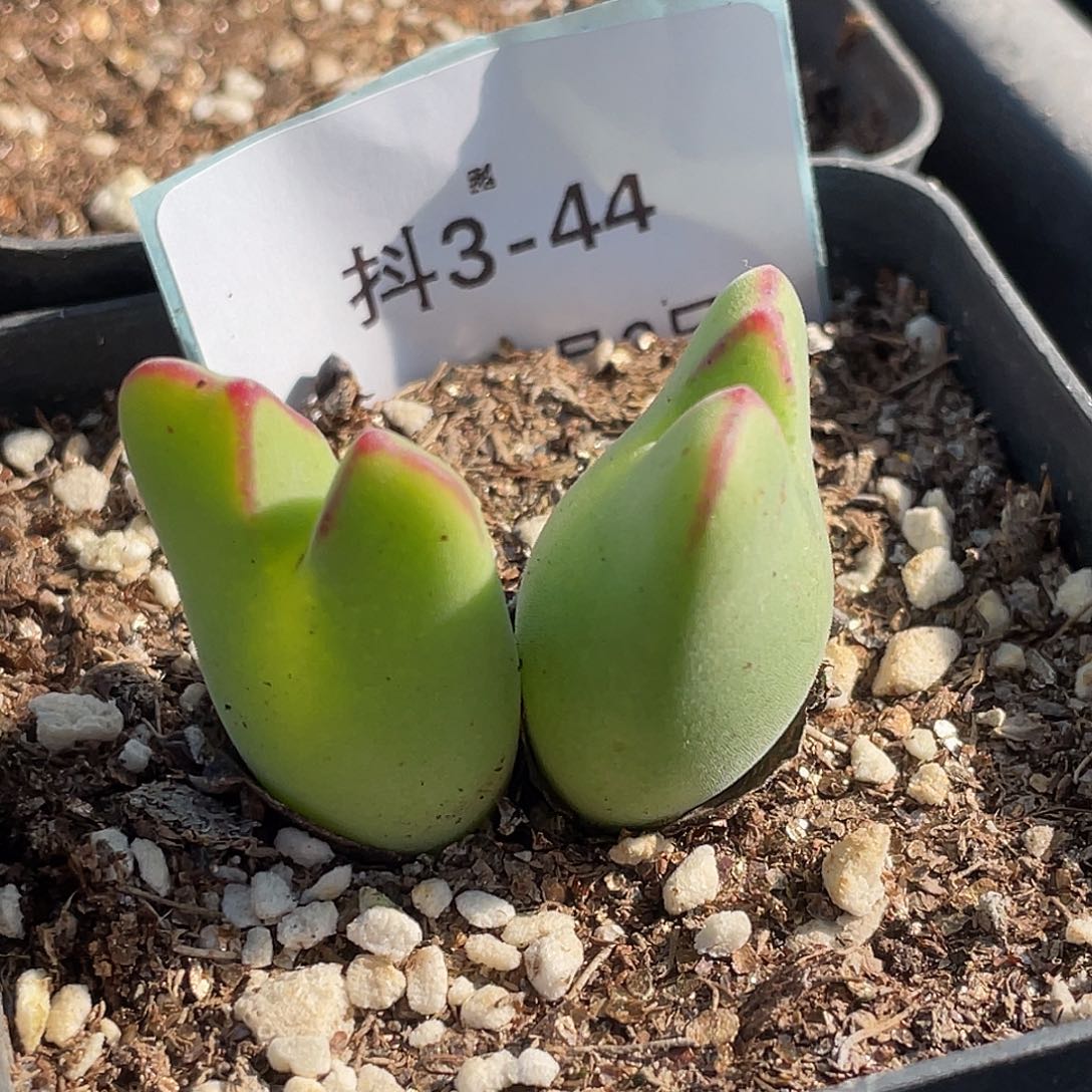 3-44毛将多肉植物