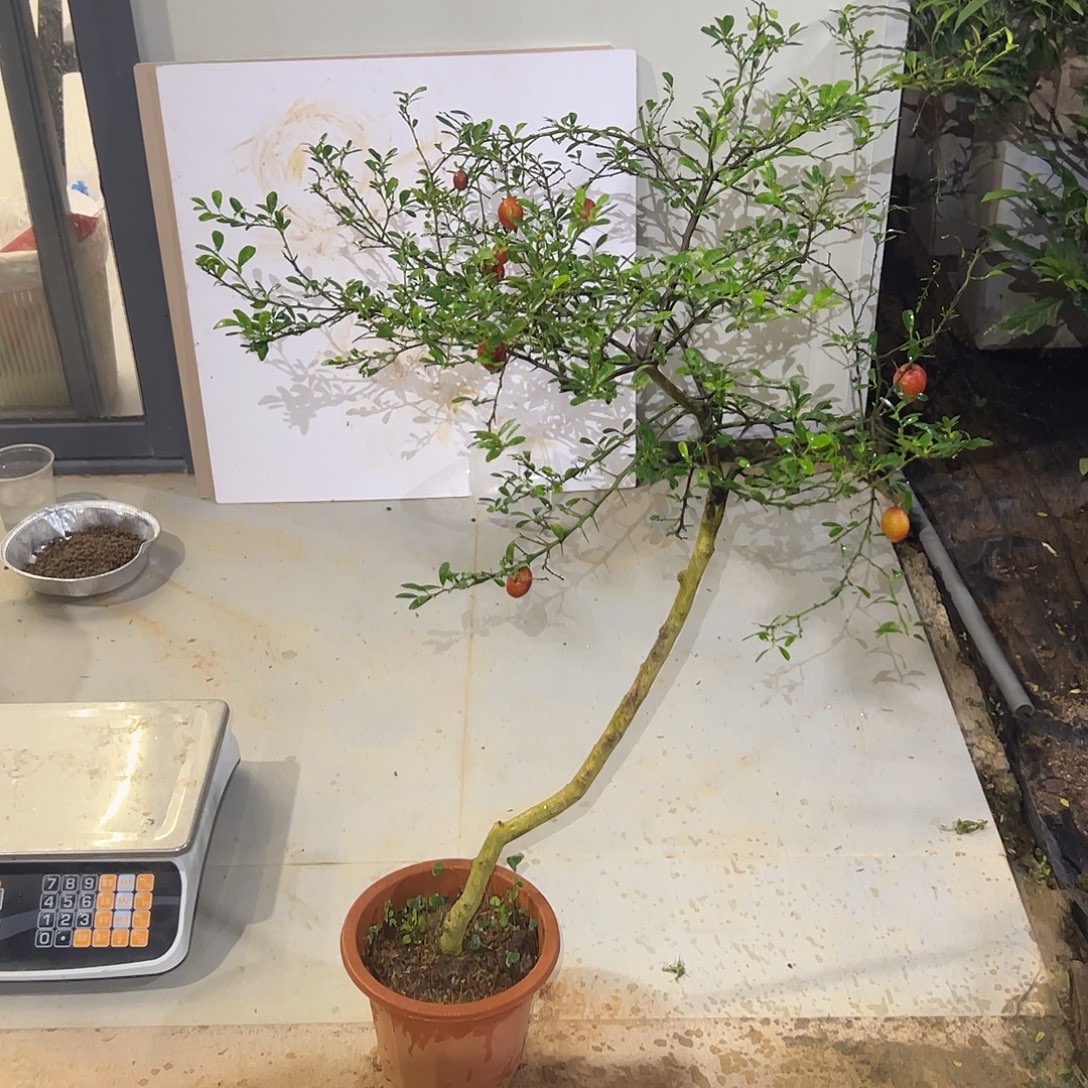 无花朵嫁接血柠檬原生