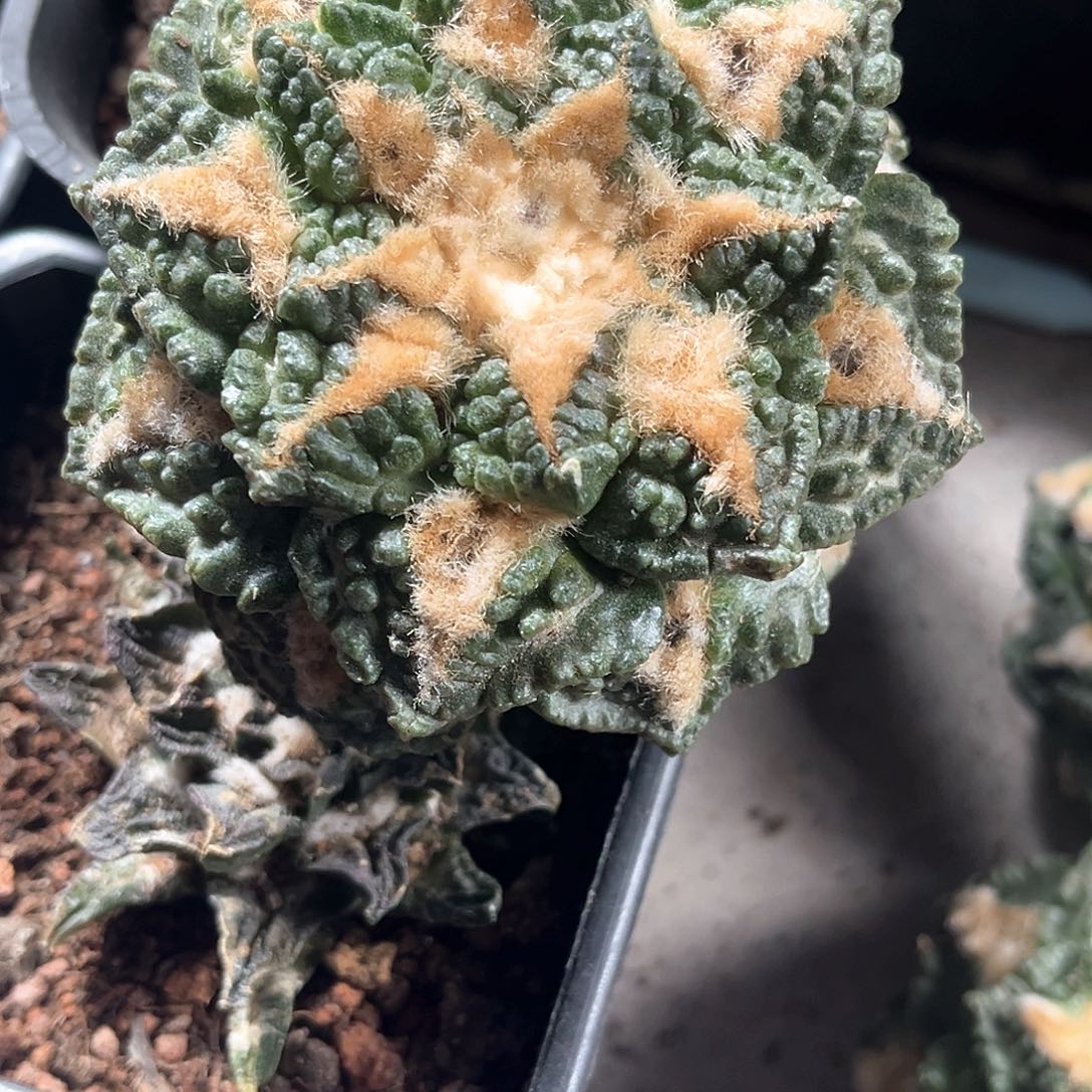 蓝***手一个精品龟甲牡丹特别好