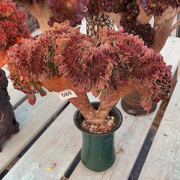 689号玫瑰法师缀化