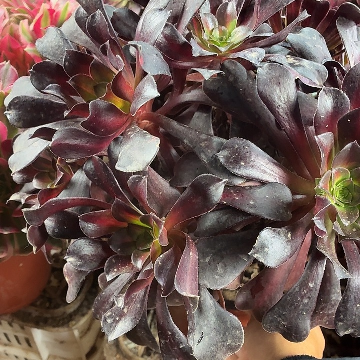 大欧紫25公分一颗3棚