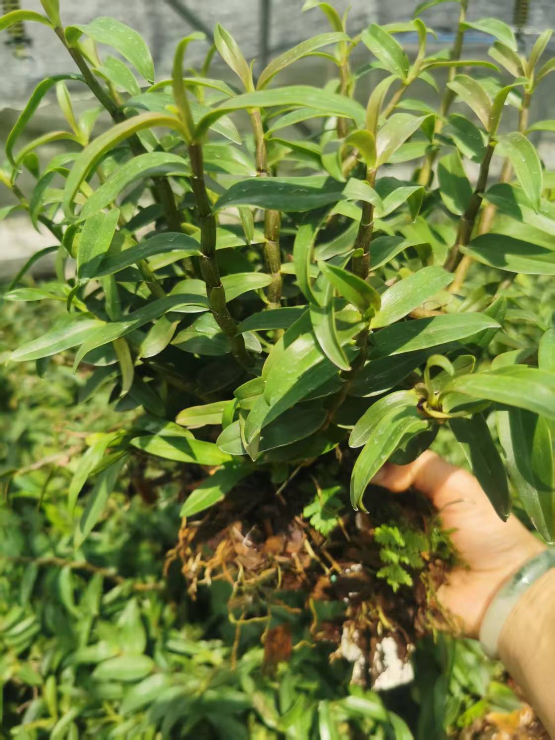 直播间一物一拍链接(石斛兰花桌面微景观）园艺 花卉 小盆栽+清香