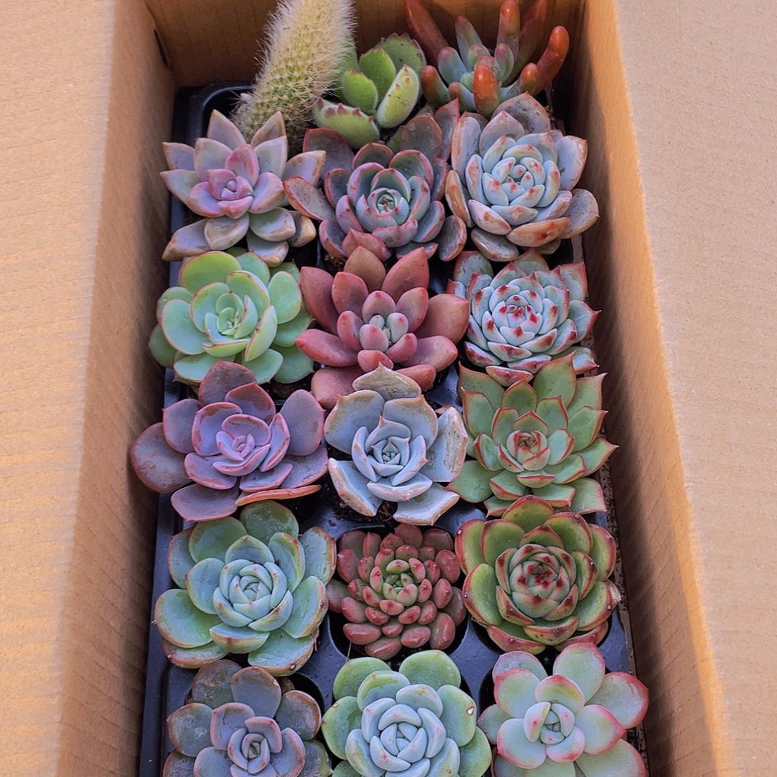 【量拍】18颗精品多肉3-5厘米