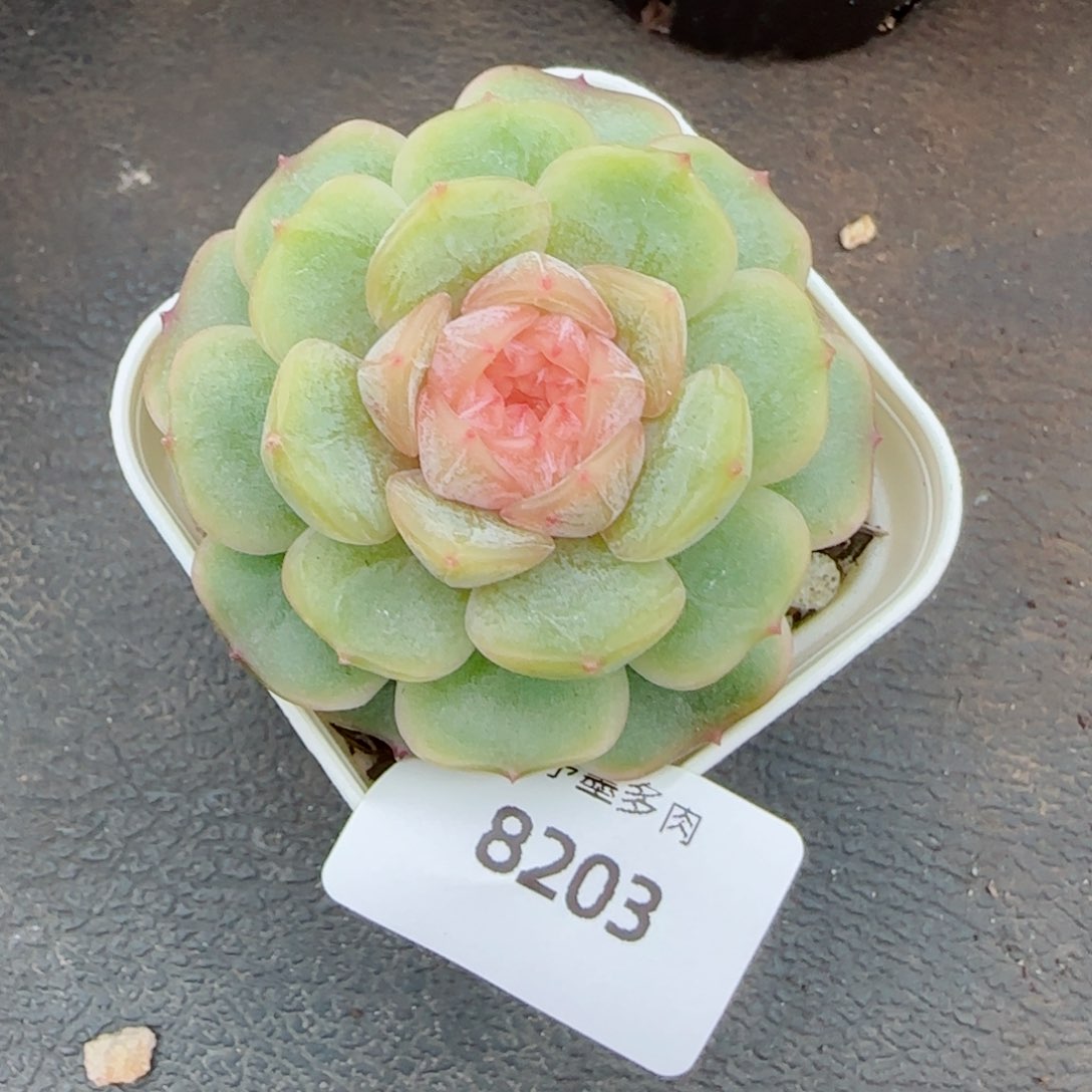 梦奇，8203多肉植物