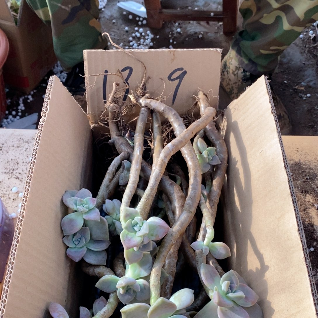 紫乐老桩一箱13.95号箱子