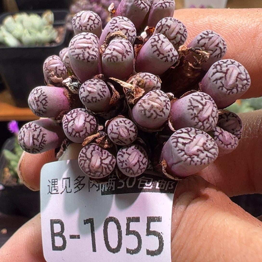多肉植物1111111111111