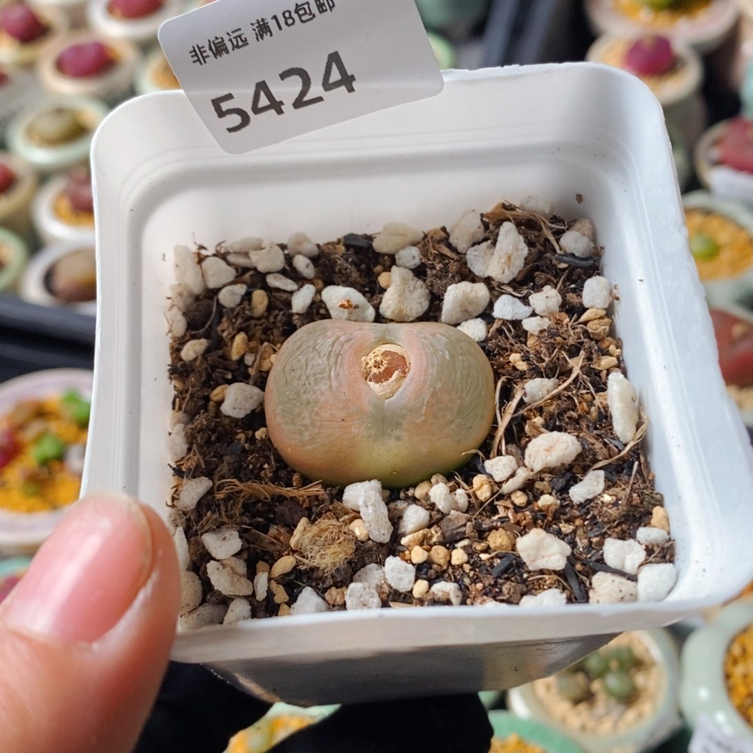 芽*?5424-一物一拍 带盆 1801.1