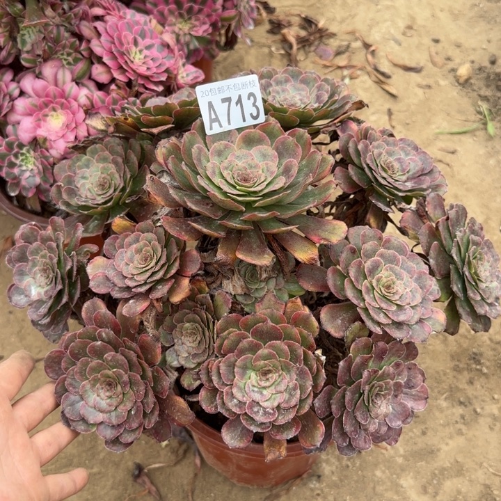 黑金刚……多肉植物……